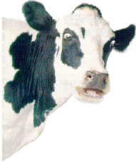 cow2.gif (41151 bytes)